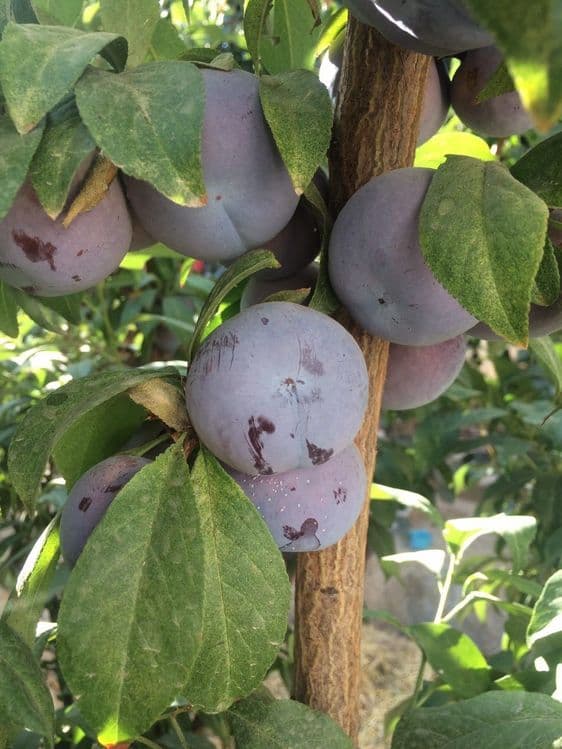 СЛИВА КОРОЛИ ОЛХУРИ Кучатлари бор сортига кафолат берамиз — 1