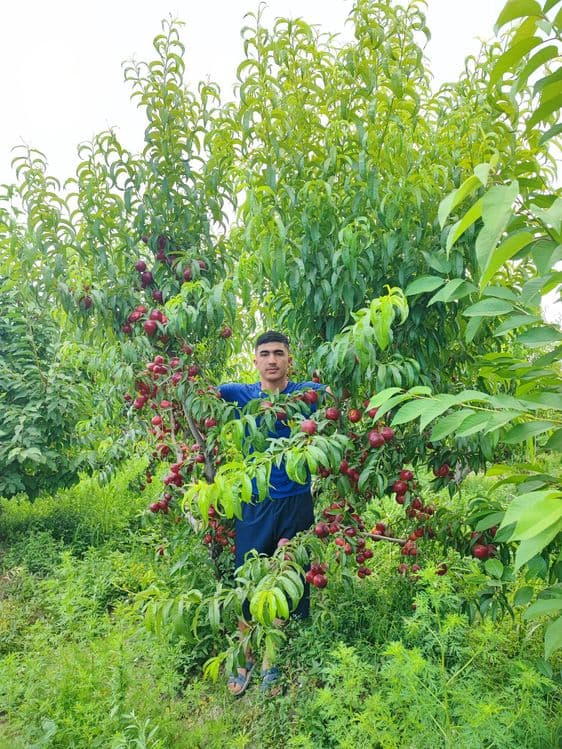 Мевали ку́чатлар. Самарканд Шредер с гарантией — 2
