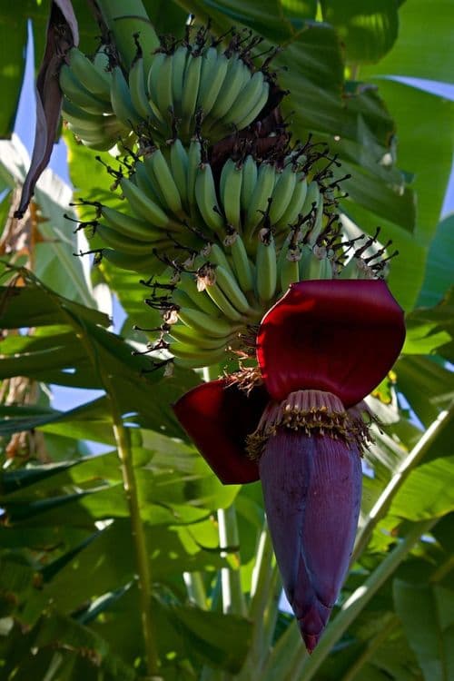 Banan ko'chatlar sotiladi — 2