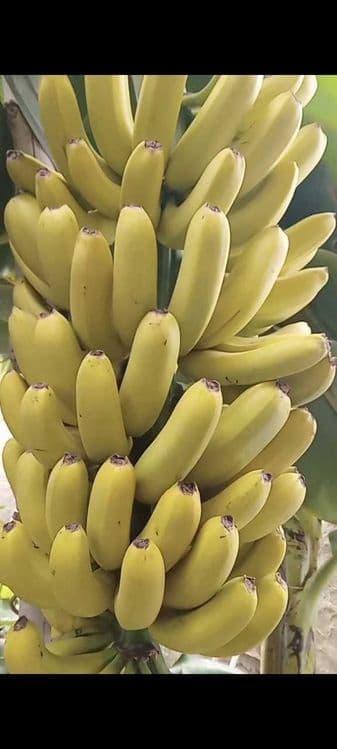 Banan ko'chatlar sotiladi — 4