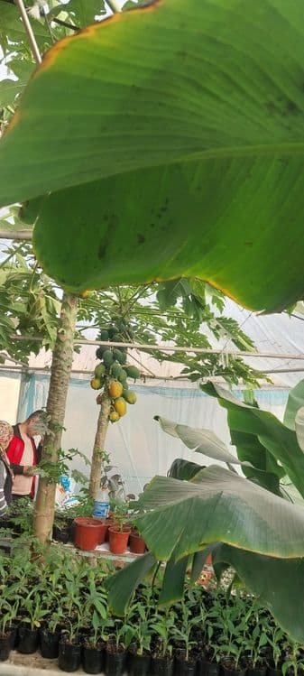 Banan ko'chatlar sotiladi — 5
