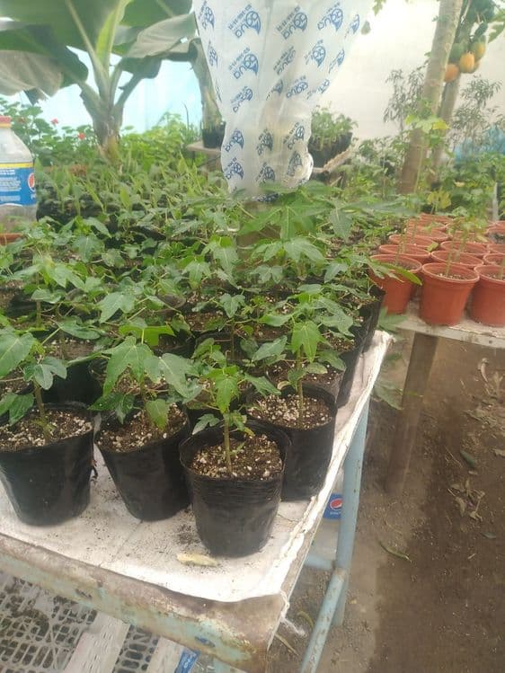 Banan ko'chatlar sotiladi — 6