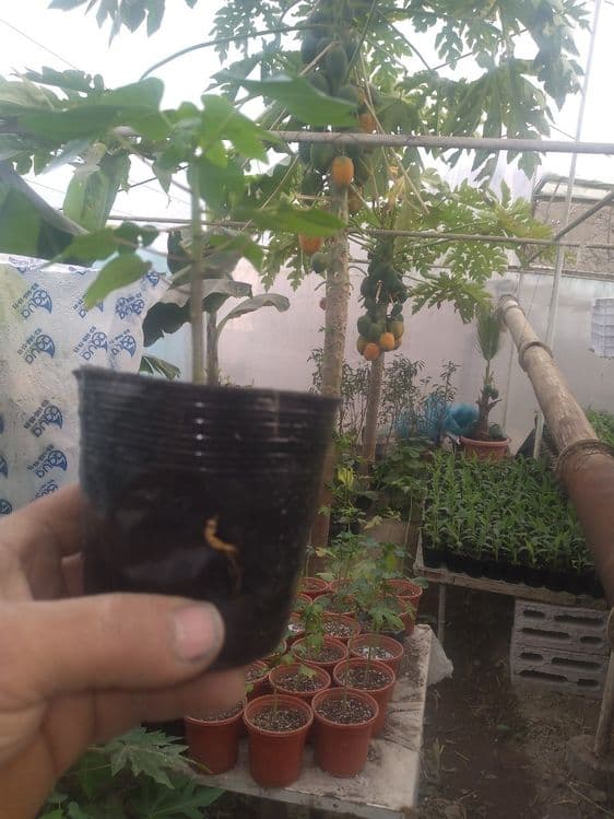Banan ko'chatlar sotiladi — 8