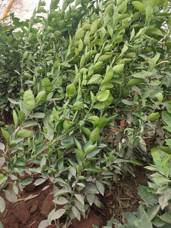 Limon koʻchatlar — 2