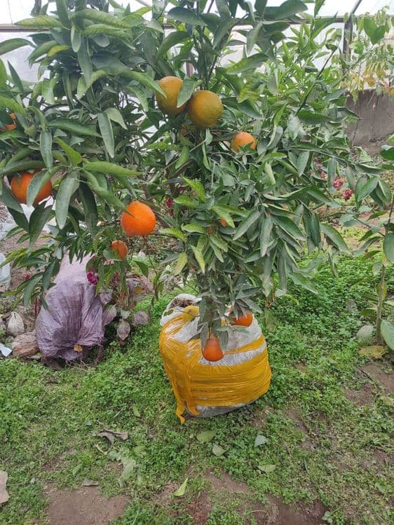 Limon koʻchatlar — 5