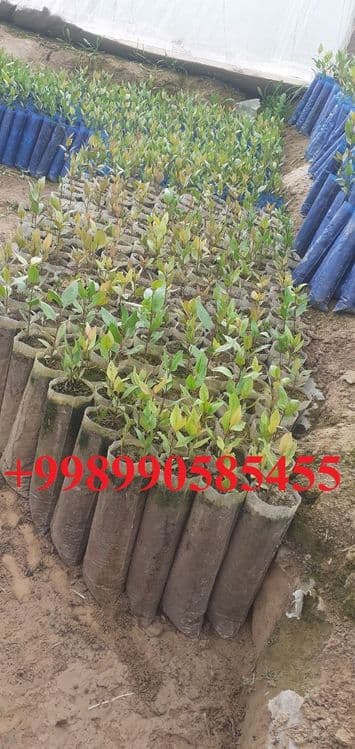 Xandon pista ko'chatlari — 1