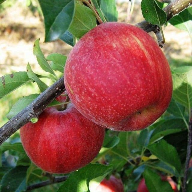 ОЛМА Кучатлари сортига сертификат турига дакументални кафолат берилади — 9