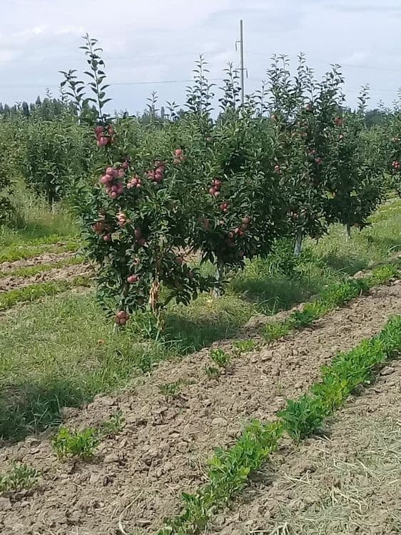 ОЛМА Кучатлари сортига сертификат турига дакументални кафолат берилади — 11