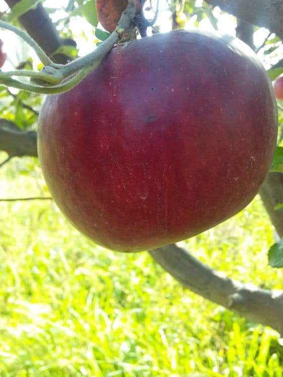 ОЛМА Кучатлари сортига сертификат турига дакументални кафолат берилади — 15