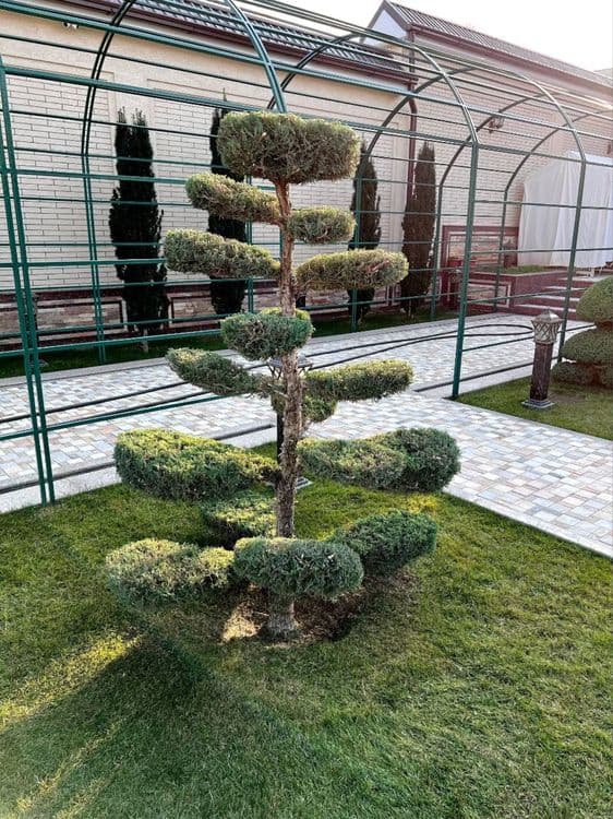Arch stirichka dorilash — 5