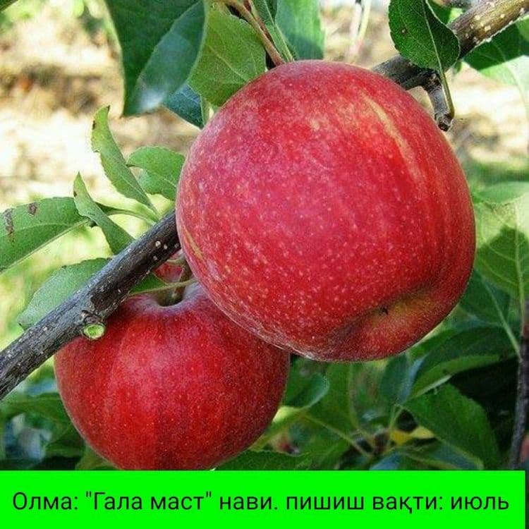 ОЛМА Кучатларини 14 хил сорти бор сортига кафолат берамиз — 4