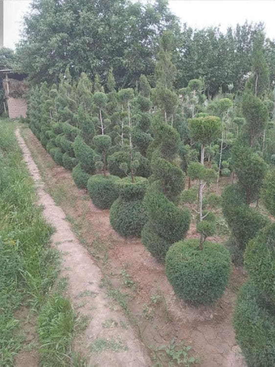Можжевельник Арча кучатлари сотилади — 2