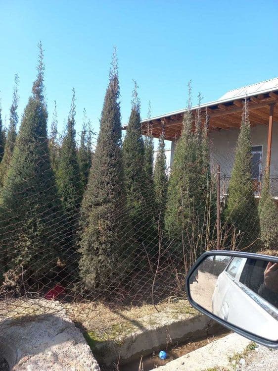 Можжевельник арча кучатлари сотилади — 4