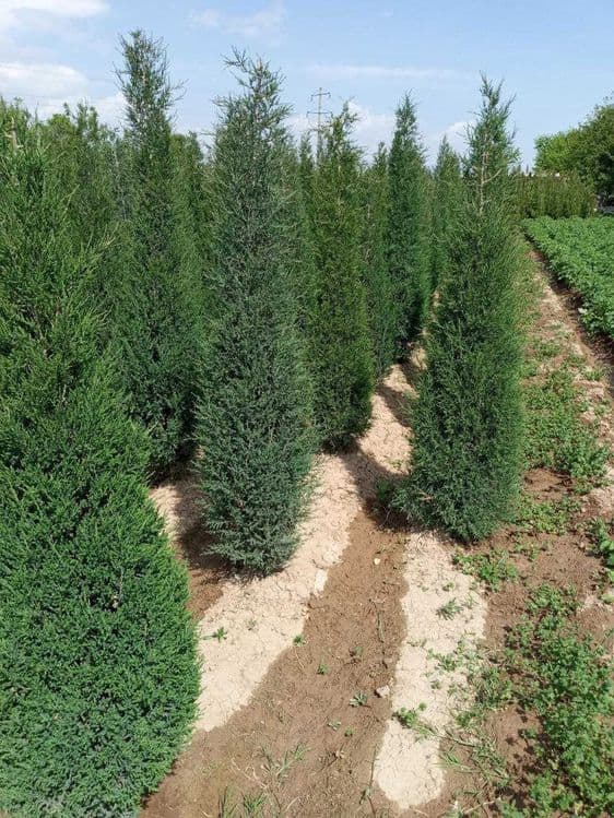Можжевельник арча кучатлари сотилади — 5