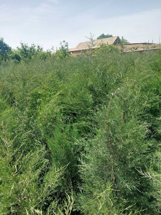 Можжевельник кучатлари сотилади — 6