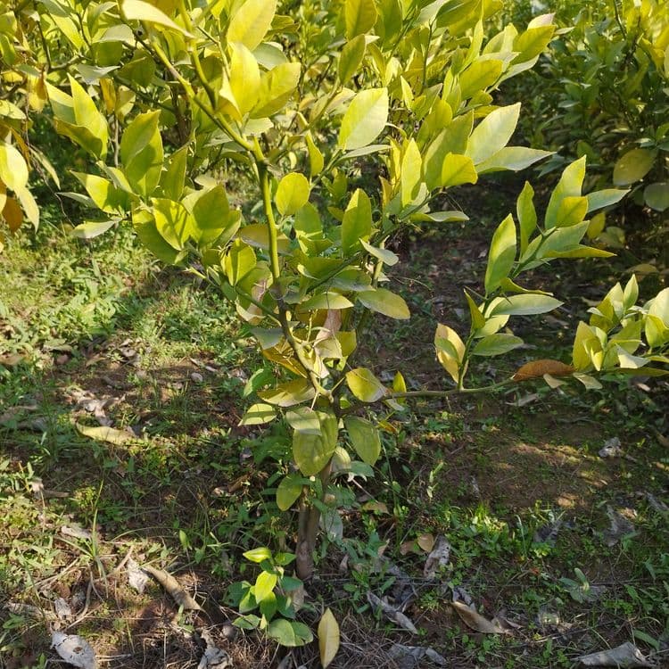 Limon   apelsin  mandarin koʻchatlari sotiladi — 3