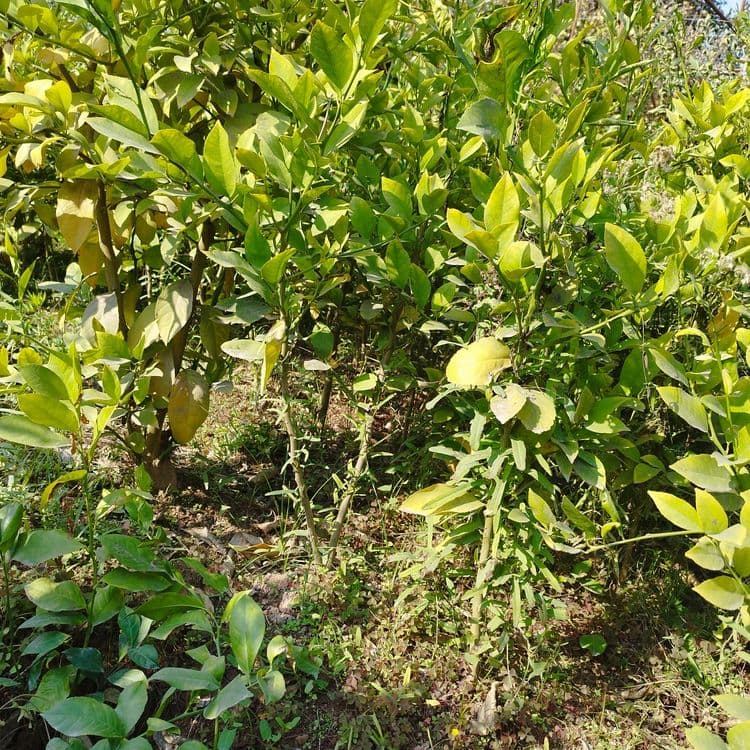 Limon   apelsin  mandarin koʻchatlari sotiladi — 4
