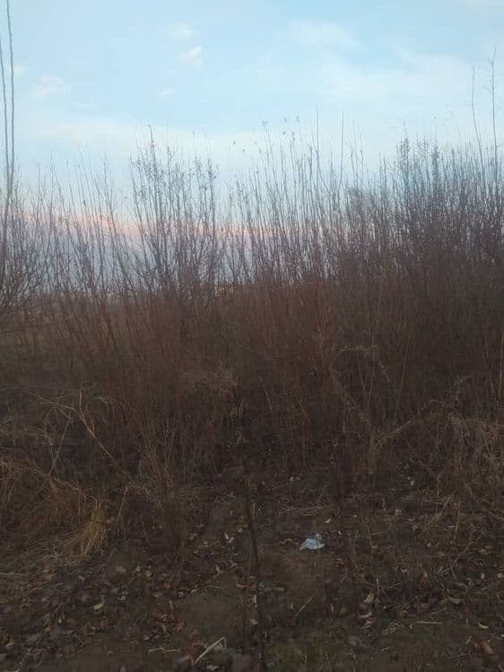 Бодом кучат супер навли — 3