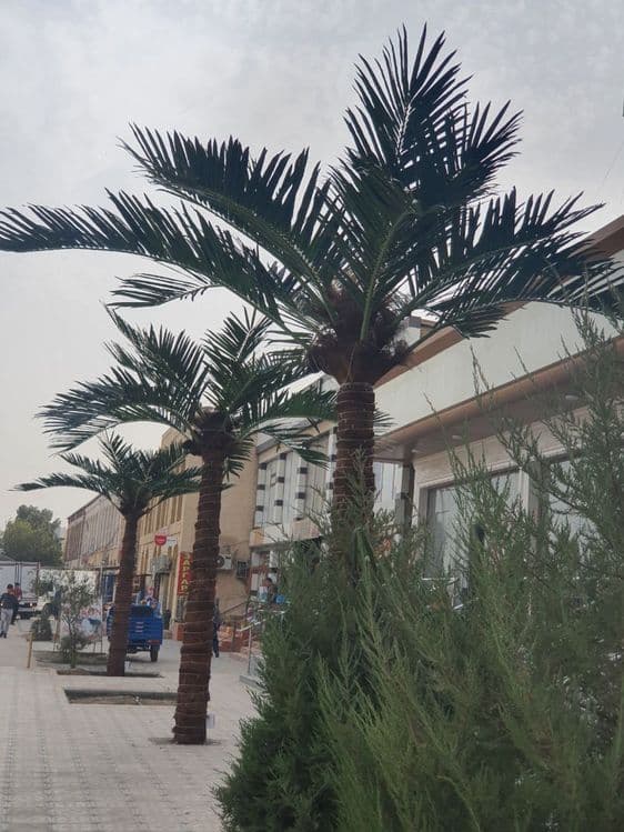 Samarqand | Hovli dizayni uchun suniy palma 3m–8m — Eco Palma -30% — 4