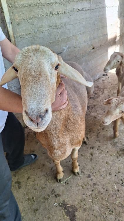 toza arashan linya 80 sotiladi — 11