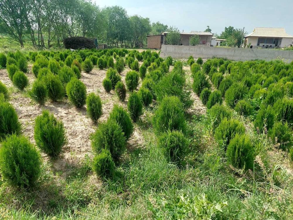 Туя навли арча кучатлари сотилади — 4