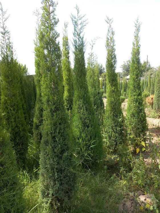 Можжевельник арча кучатлари сотилади — 13