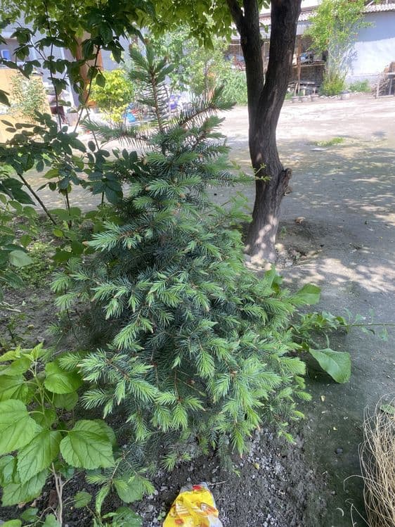 Индиский юка, ва арча пихта сотилади — 2