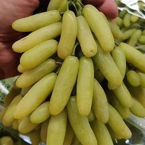 Аватар ва Ламборджини узум кучатлари ва  навдалари. сотилади — 4