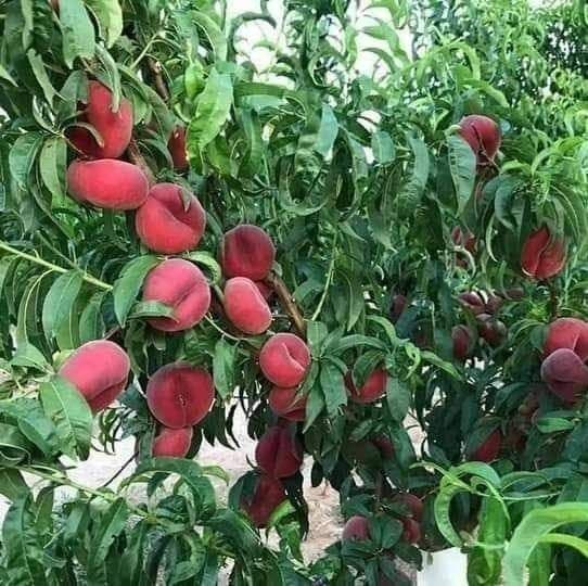 Мевалик кучатлар бор — 1