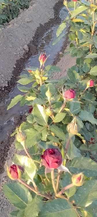 Атиргул Кучатлари етиштириш — 14