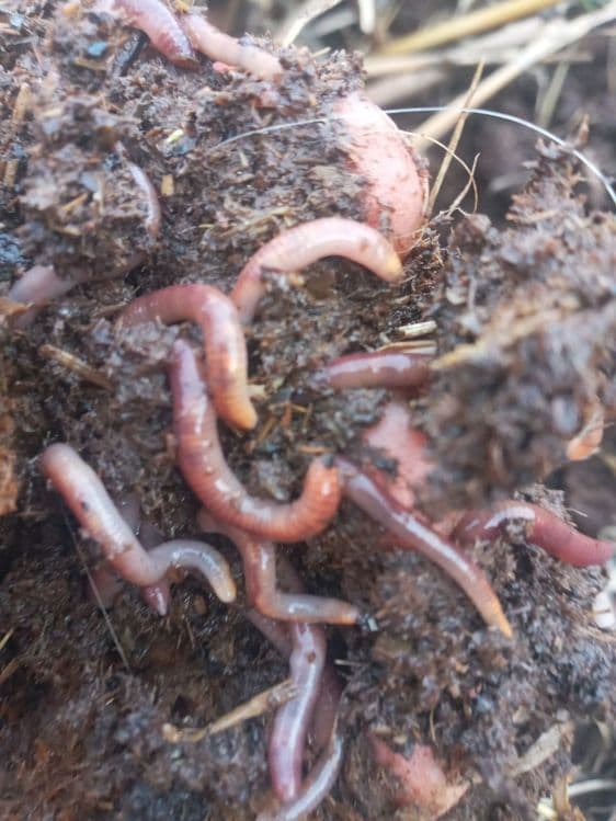 Sifatli biogomus mahsulotlari — 2
