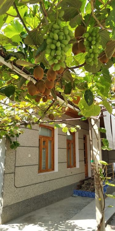 киви кўчат сотилади — 6