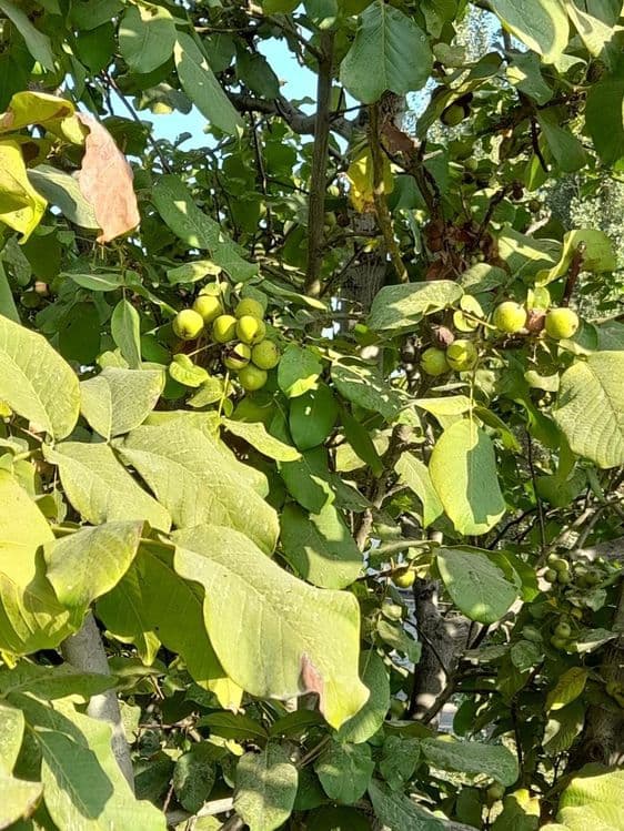 Йонгок кучатлари — 2
