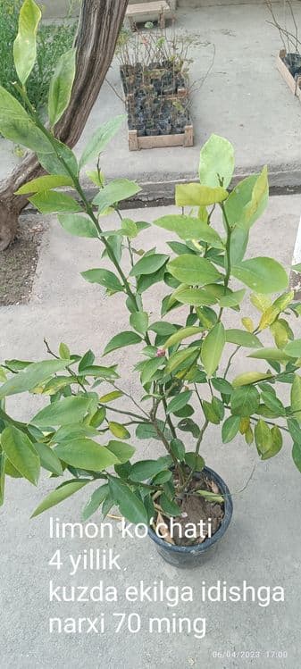 Gullagan limon koʻchatlari — 1