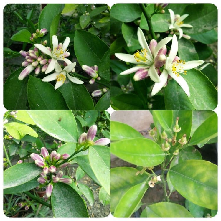 Gullagan limon koʻchatlari — 2