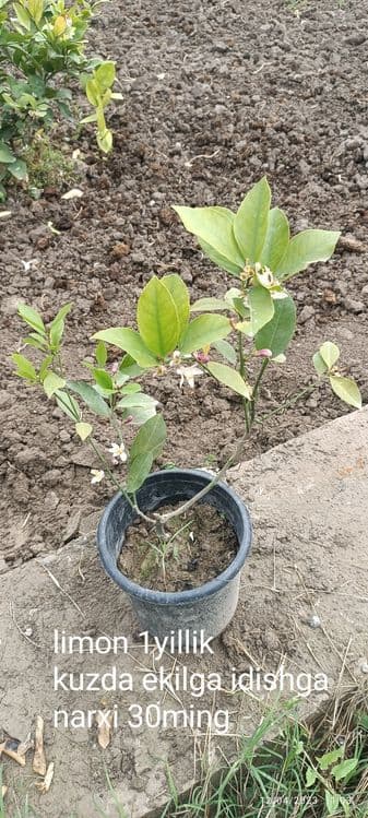 Gullagan limon koʻchatlari — 3