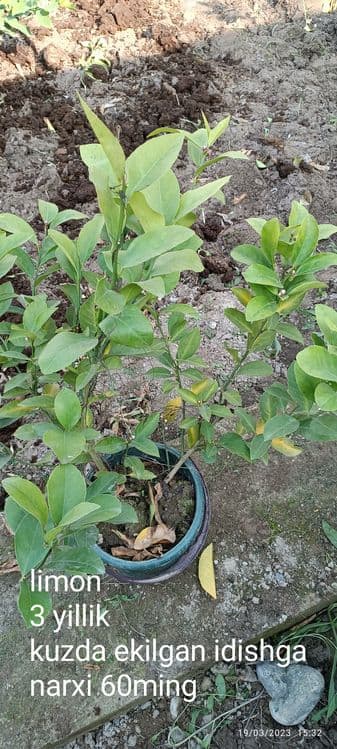Gullagan limon koʻchatlari — 5