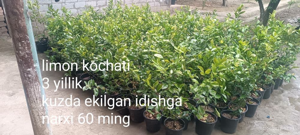 Gullagan limon koʻchatlari — 7
