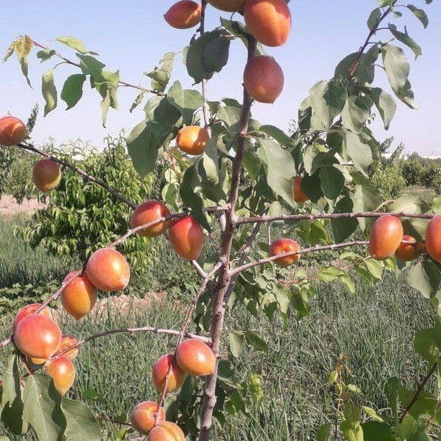 Mevali ko'chatlar — 1