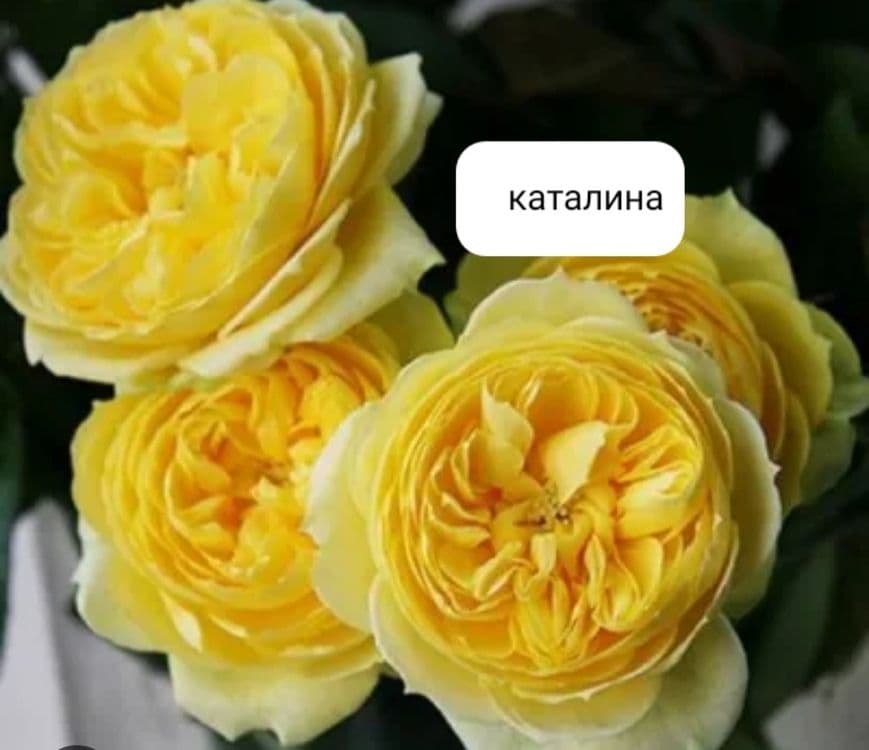 Atrgul kochatlar — 5