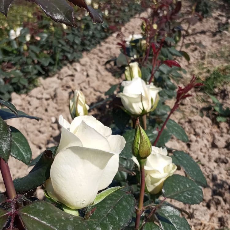 Atrgul kochatlar — 8
