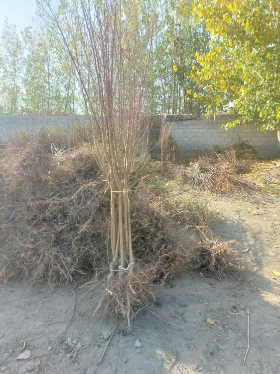 Mevali ko'chatlar bor. Olma Nok O'rik Shaftoli Gilos sotiladi — 10