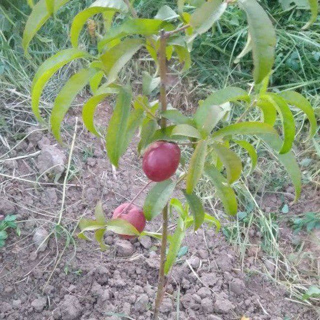 Mevali ko'chatlar — 10
