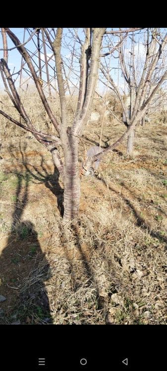 Gilos bogʻ sotiladi 8 sotix — 2