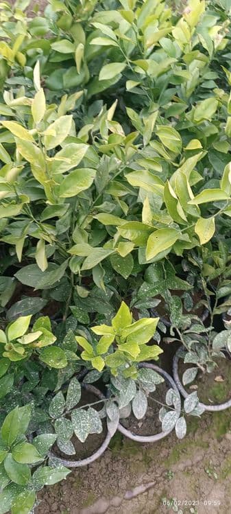 Sovuq urmagan limon koʻchatlari — 5