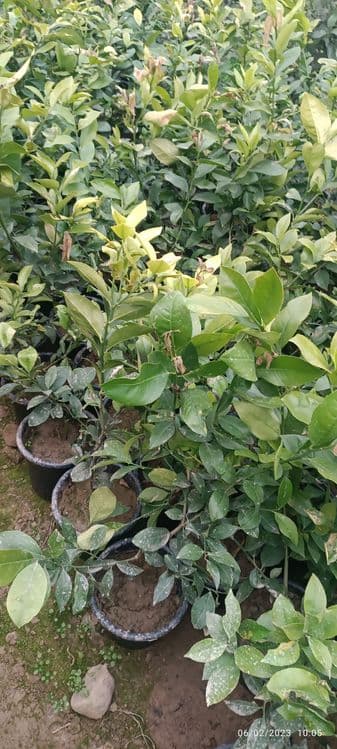 Sovuq urmagan limon koʻchatlari — 8