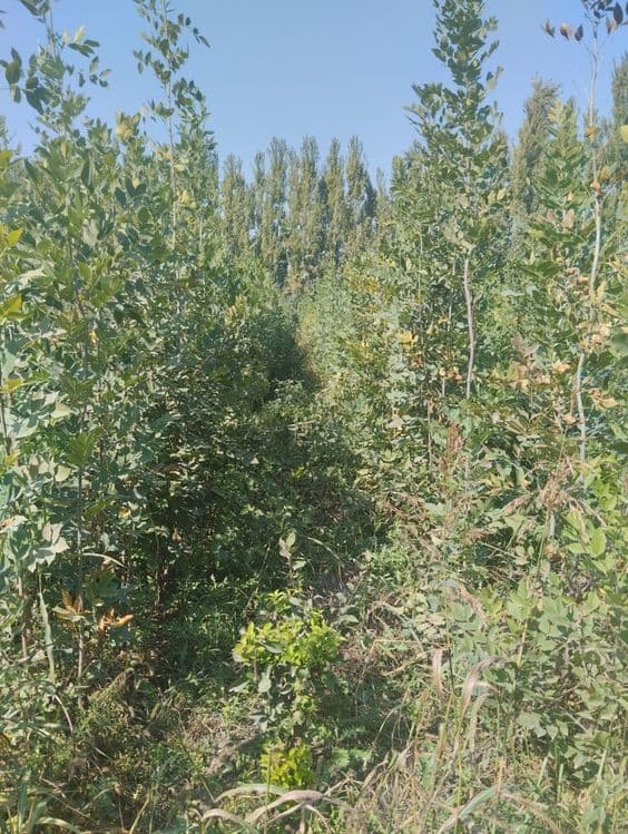 Manzarali koʻchat yasin — 14