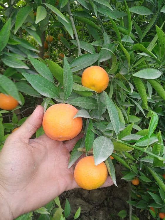 Ишончли Цитрус кучатлар — 7