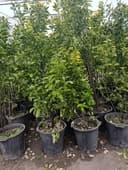 Манзарали ва мевали дарахт кучатларимиз сотувда оладиганлар тел килинг