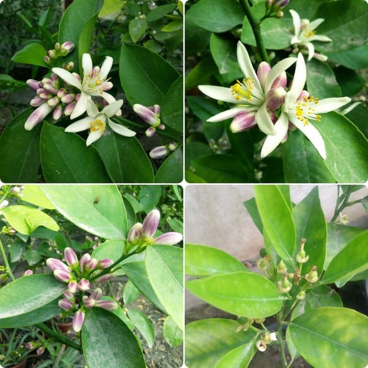 Gullagan limon koʻchatlari sotiladi — 1